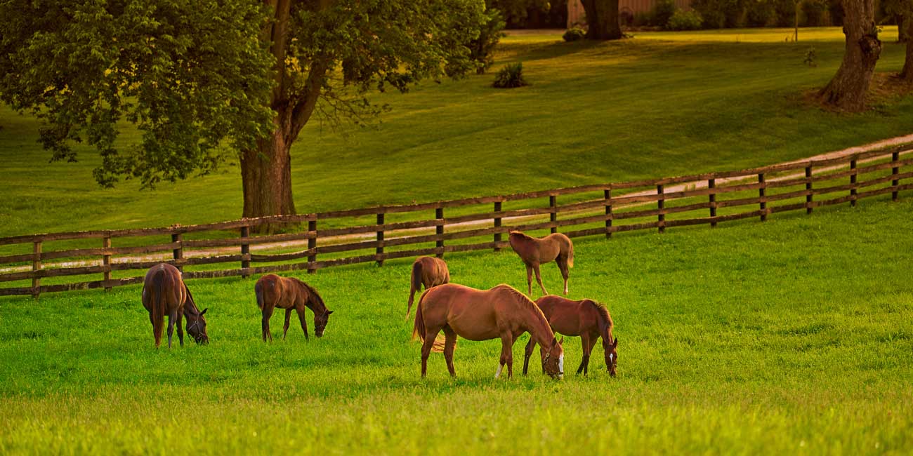 farm fencing contractors